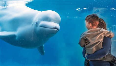 Mystic Aquarium .
